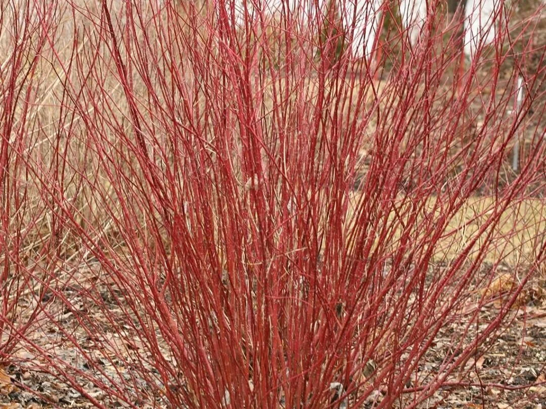 DogwoodWe grow five varieties of dogwood shrubs for their colorful stems in fire red, orange and bright yellow in the late fall and winter as well as for their foilage and white flowers and berries in the summer and early fall.