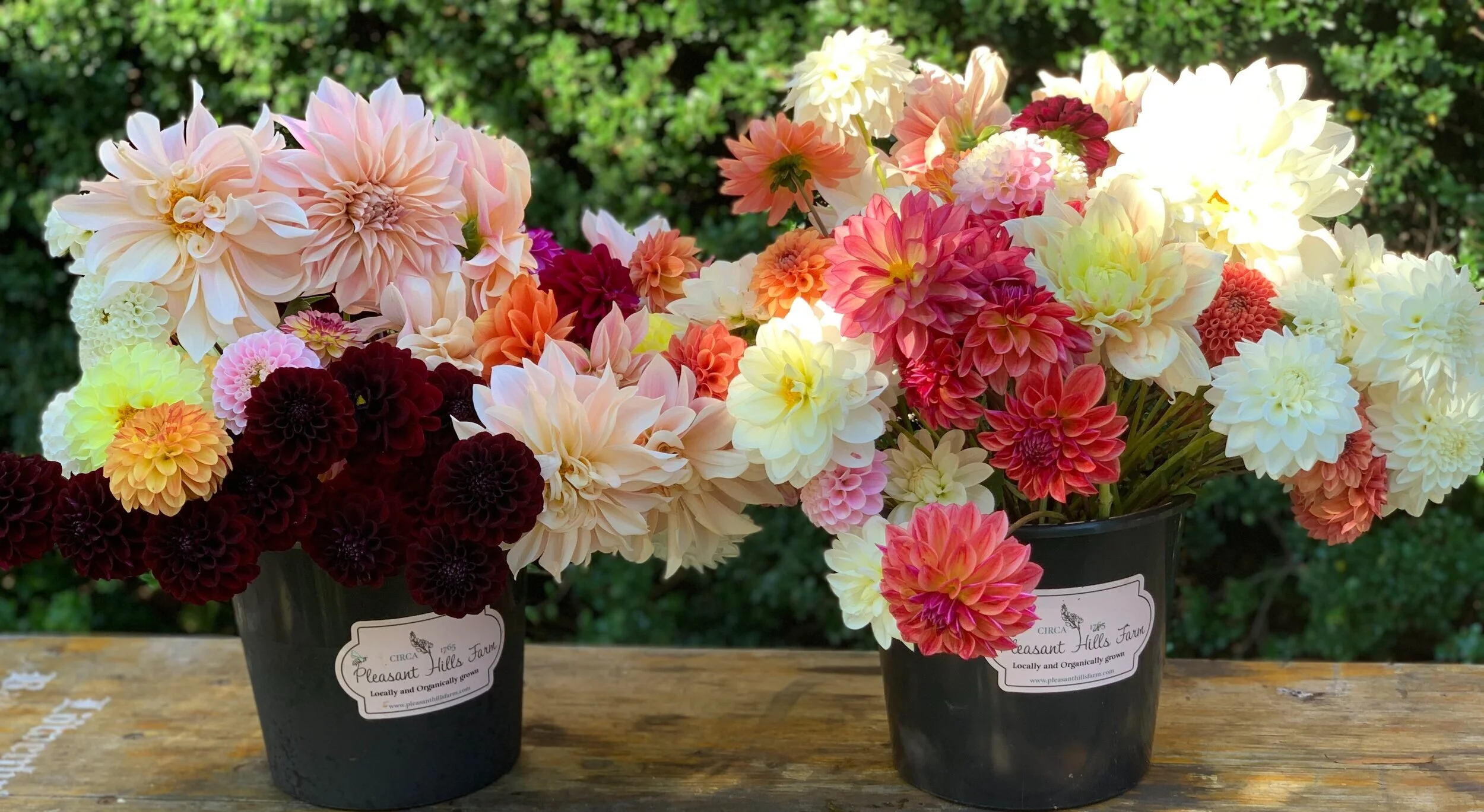 Dahlia+Buckets.jpg