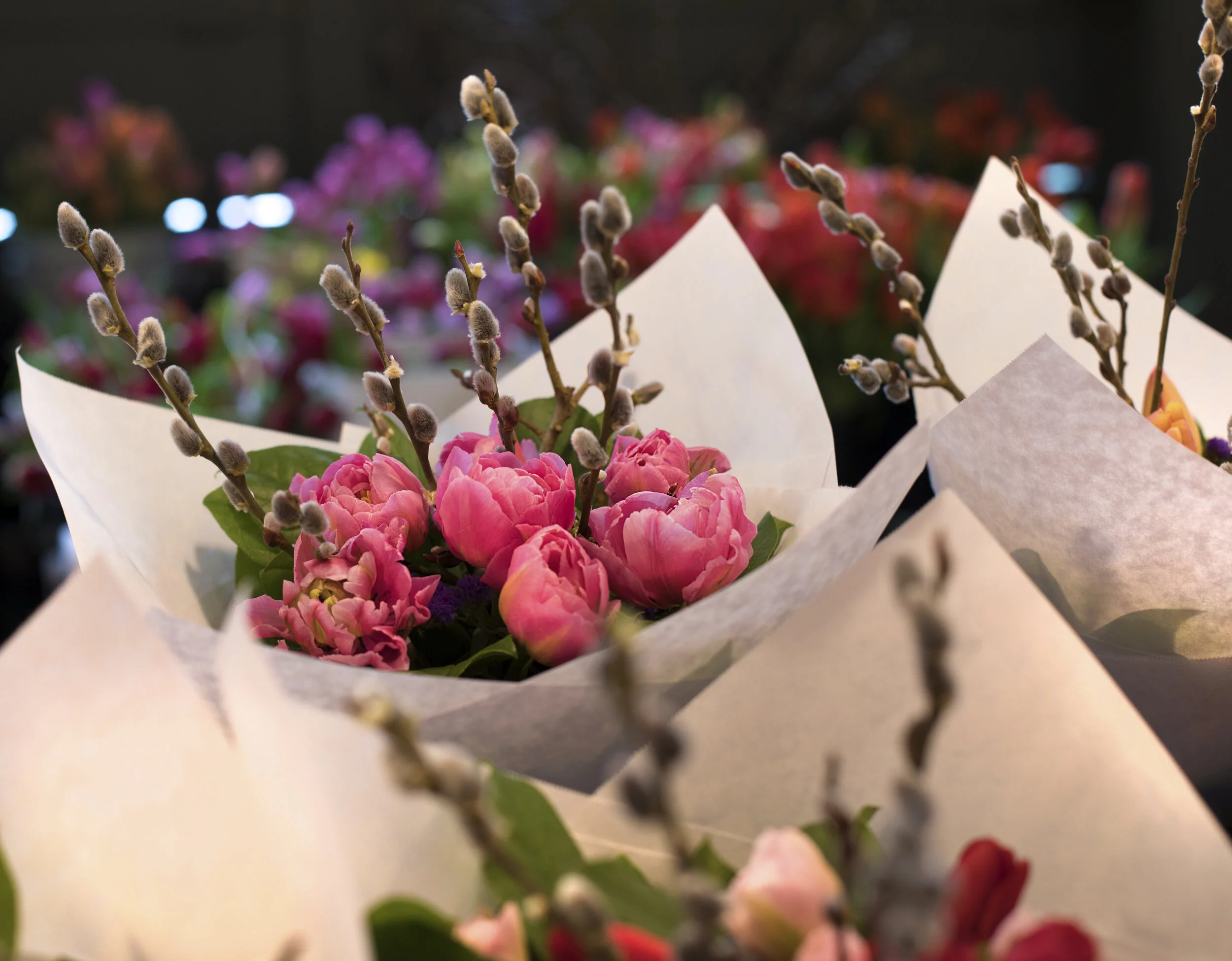 pussy willow and tulips.jpeg