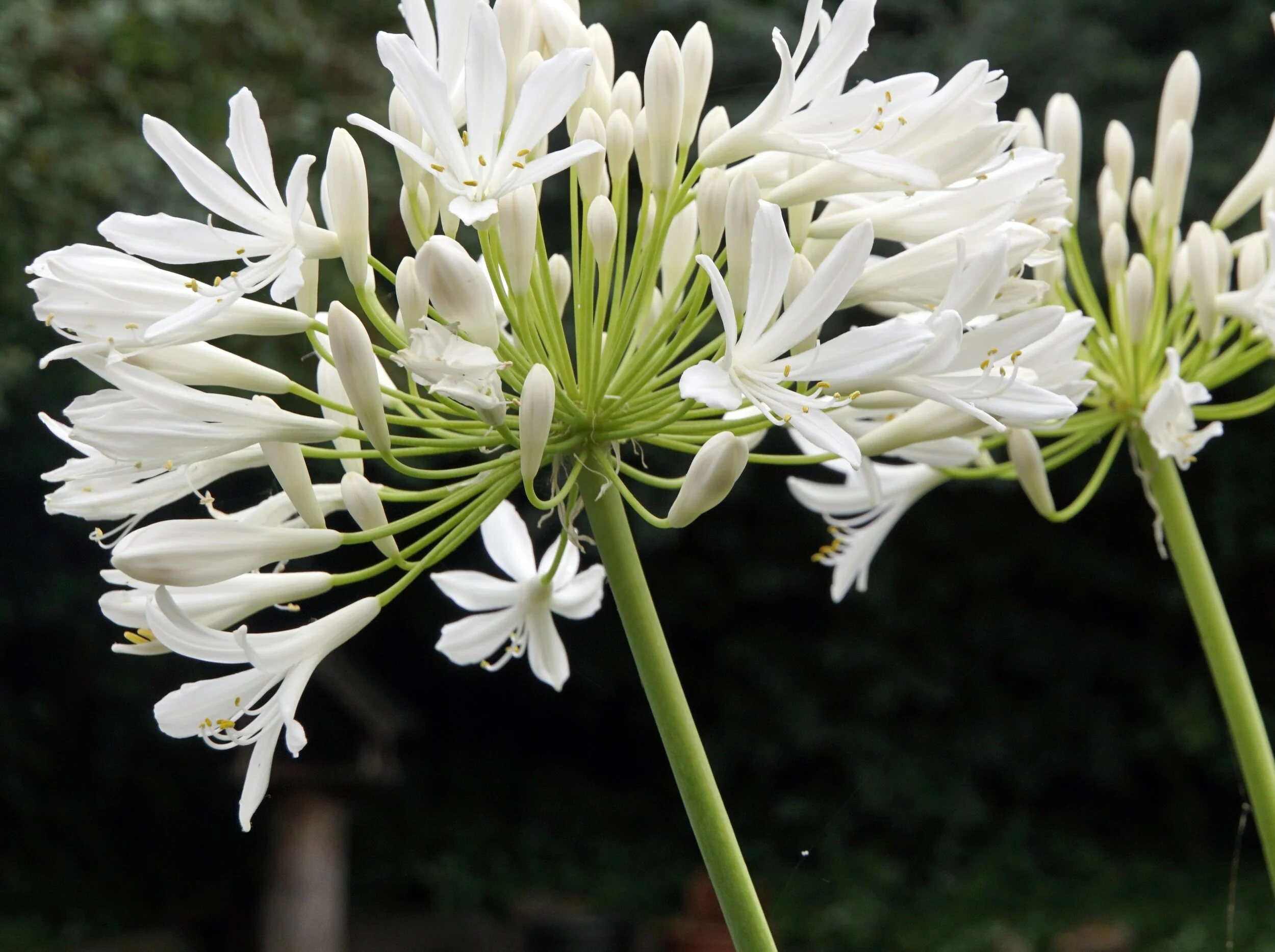 Agapanthus White.jpeg