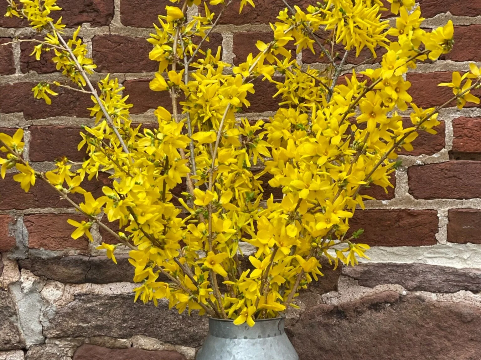 ForsythiaOne of the first shrubs to bloom on our farm, Forsythia ushers in spring with a pop of  sunny yellow.  We love the excitement it brings for warmer weather so we’ve started some in our greenhouse for earlier blooms.