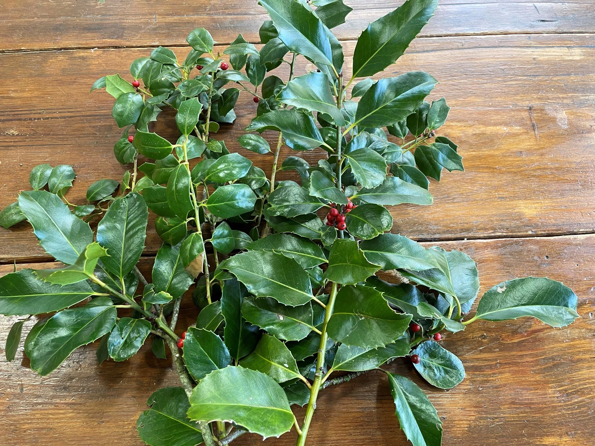 HollyWhen we moved to the farm, we were greeted by four beautiful holly trees adorning each corner of our house.  They require persistent pruning, which provides us with a bounty of holiday foliage!