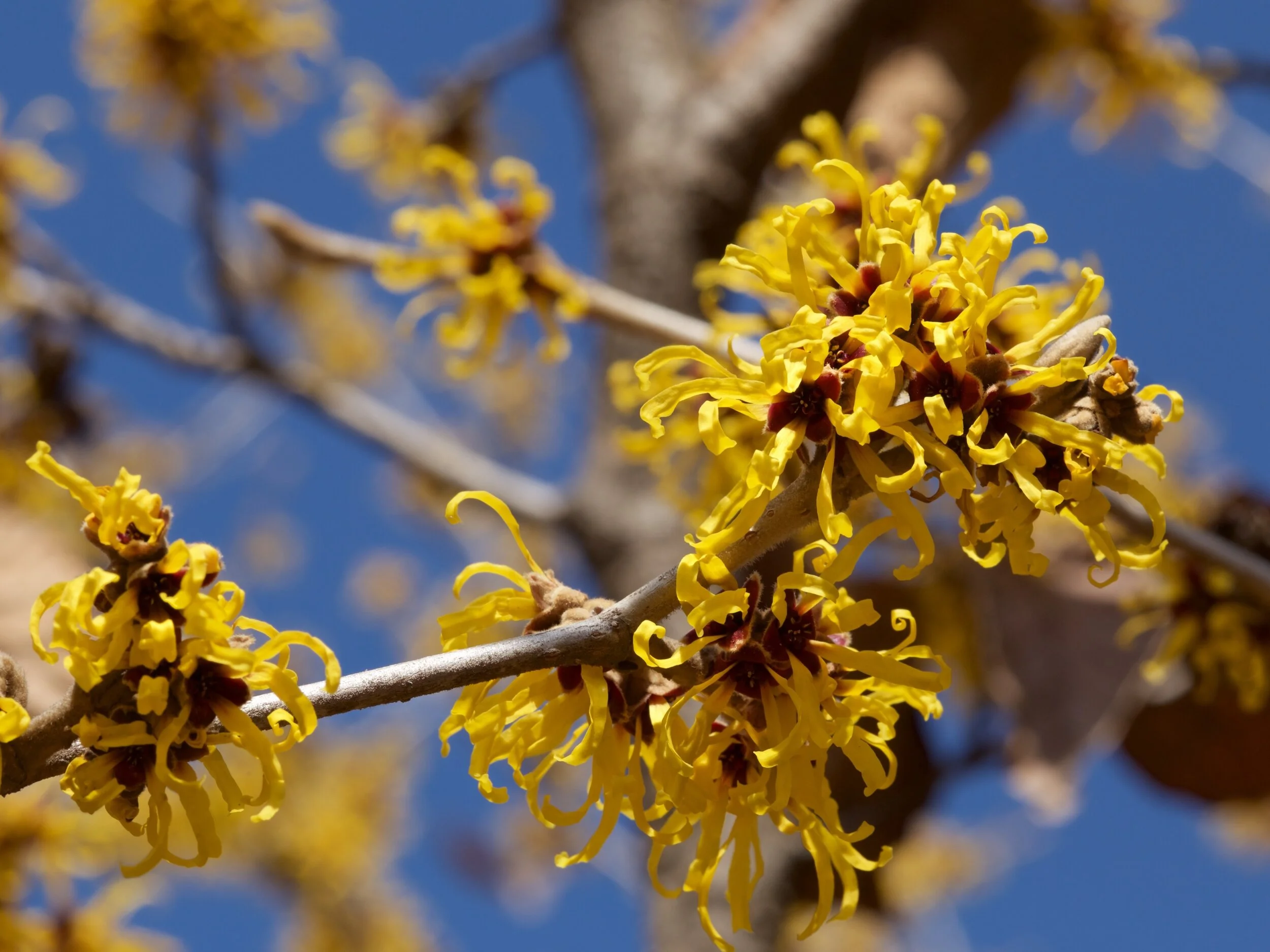 Witch HazelGlowing like fiery embers, witch hazel lights up our winter garden with their fragrant yellow flowers.  Blooming while other plants are just waking up, they offer bright color to winter arrangements.