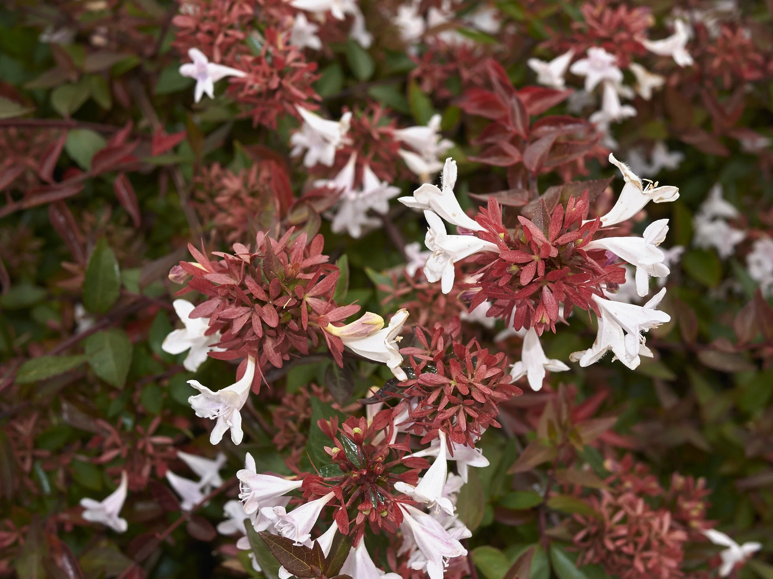 AbeliaA newer addition to our farm, Abelia is fast becoming one of our favorite cut flower woodies with its unique soft rose blooms offset by rich green foliage.  These beauties bloom mid summer through fall.