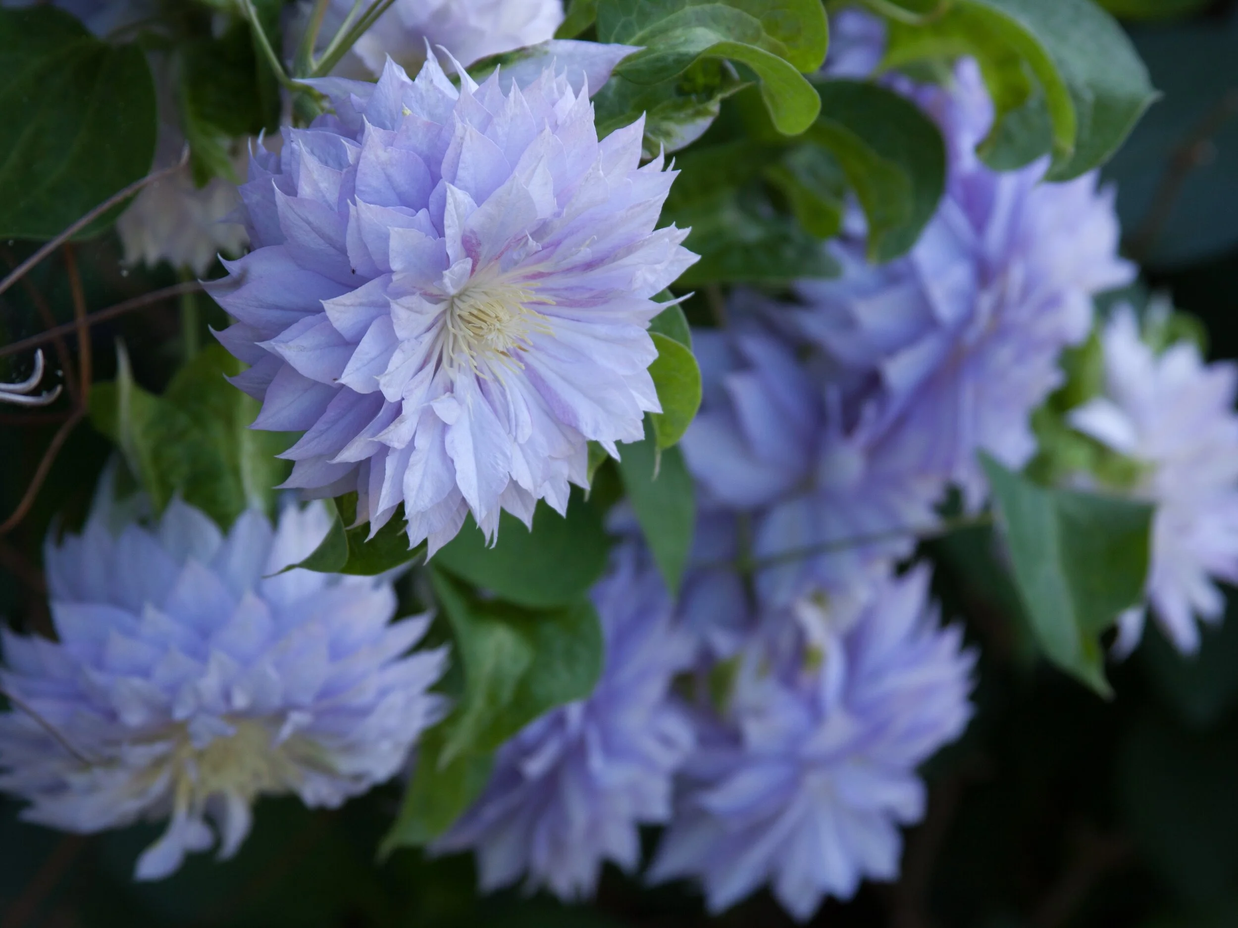 ClematisWe’ve long enjoyed this romantic climbing vine in our gardens and are super excited for the new trellised section in our perennial field where we are growing six varieties of beautiful clematis.