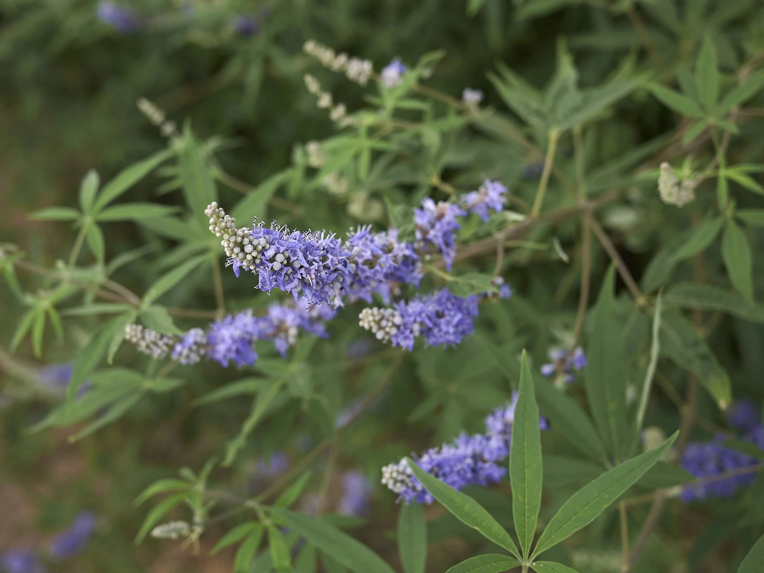 VitexAlso known as Chaste Tree, this distinctive shrub offers profuse spikes of lavender blooms starting in early summer.   Interestingly, it produces a small peppercorn-like fruit used in women’s supplements.