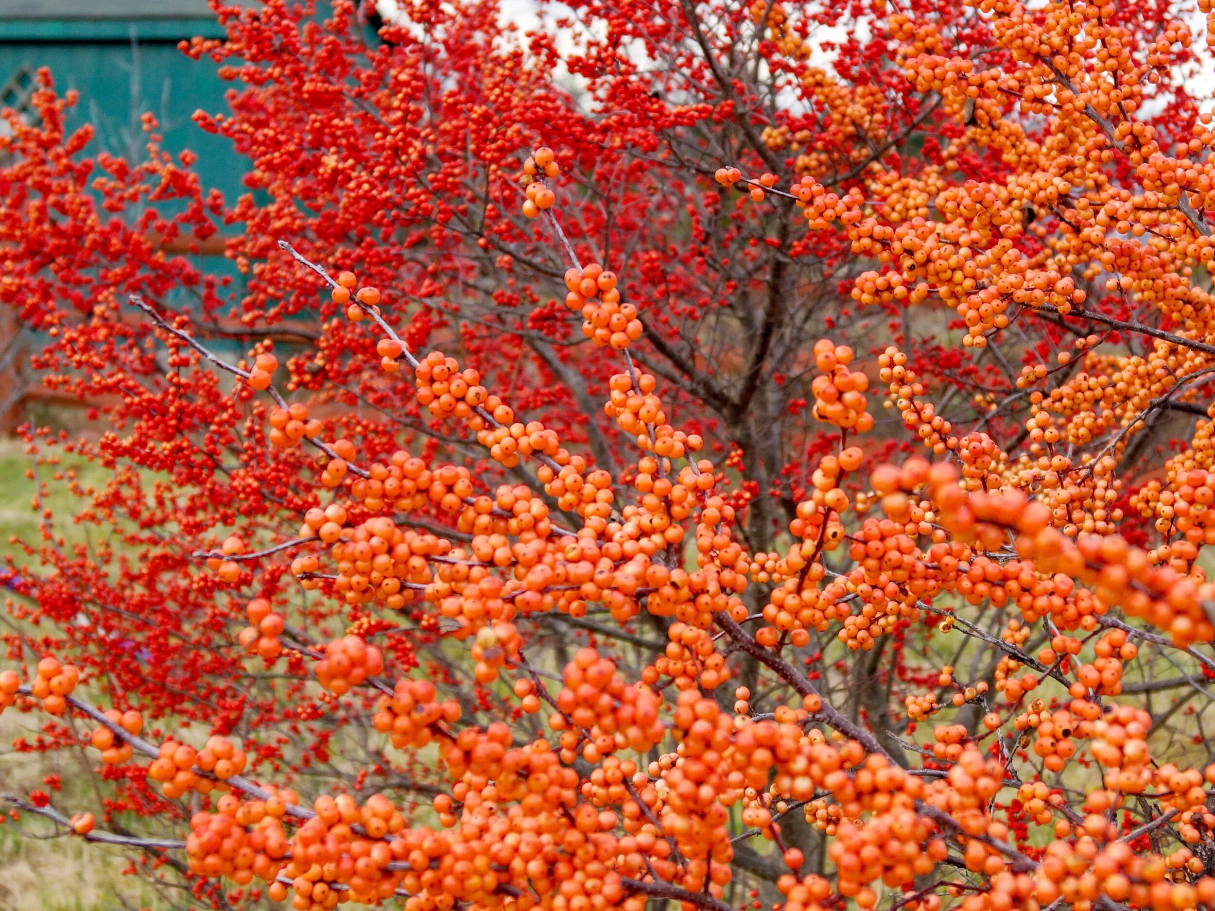 WinterberryWe grow both red and orange (golden) winterberry shrubs which offer the perfect accompaniment to holiday wreaths and arrangements.  These babies bring in the holiday season on our farm!