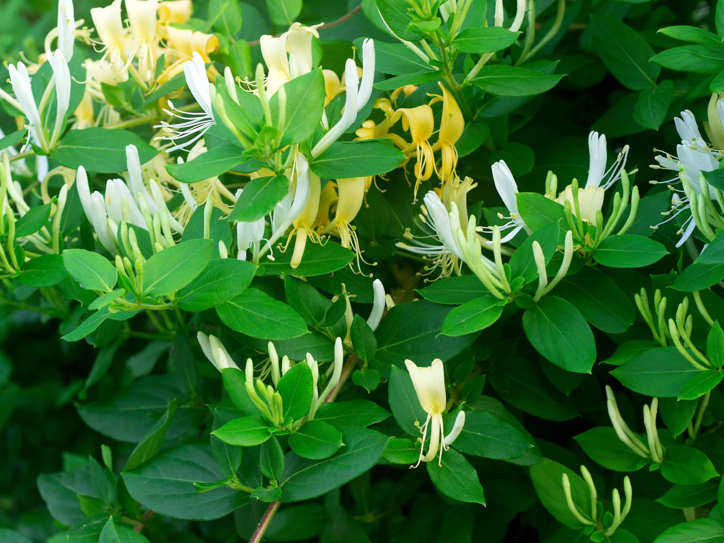 HoneysuckleWith its distinctively sweet fragrance, honeysuckle ks a popular and productive vine on our farm.   It’s casual beauty adds a light airy element to flower arrangements.