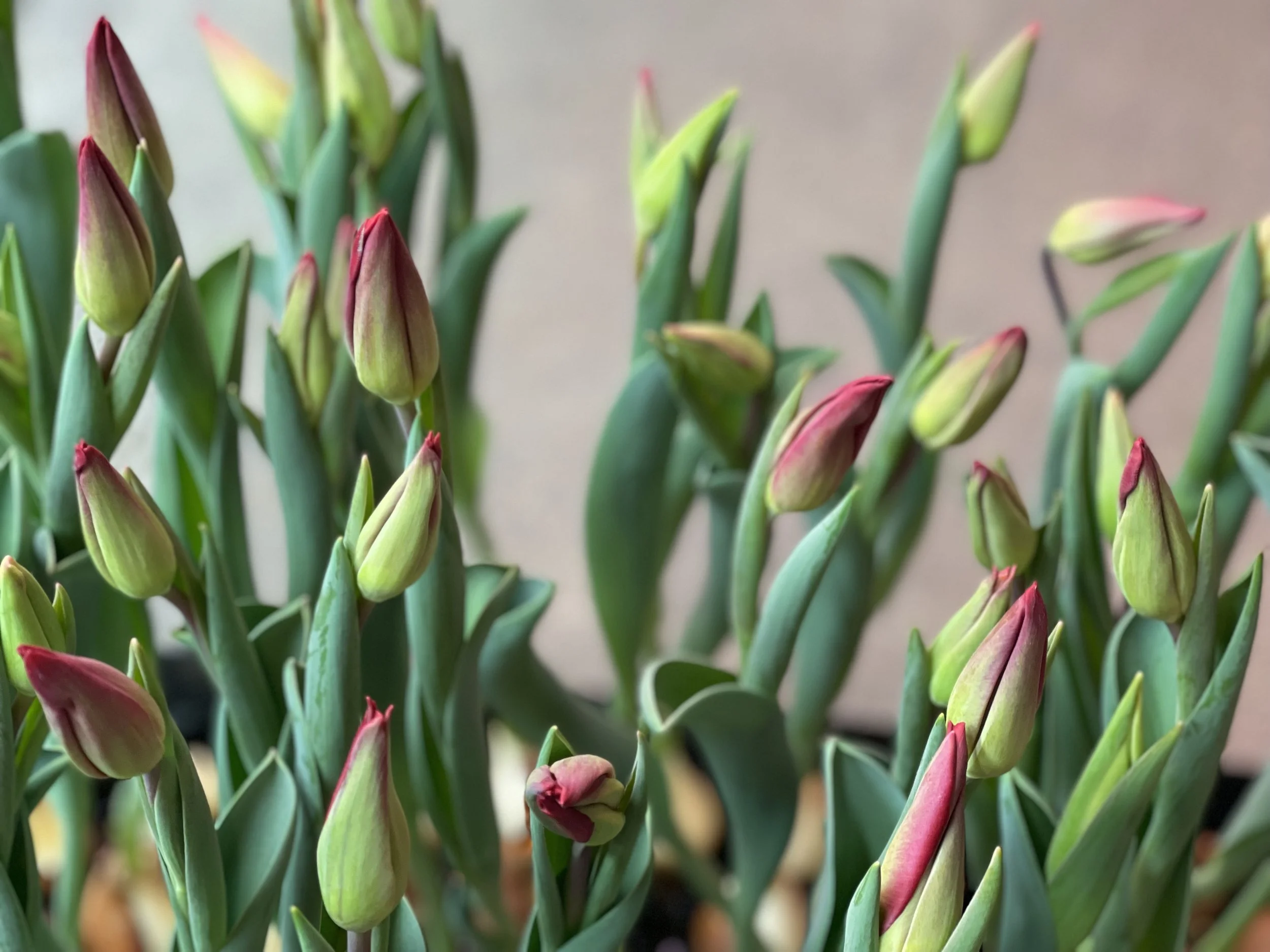 Tulip Share
