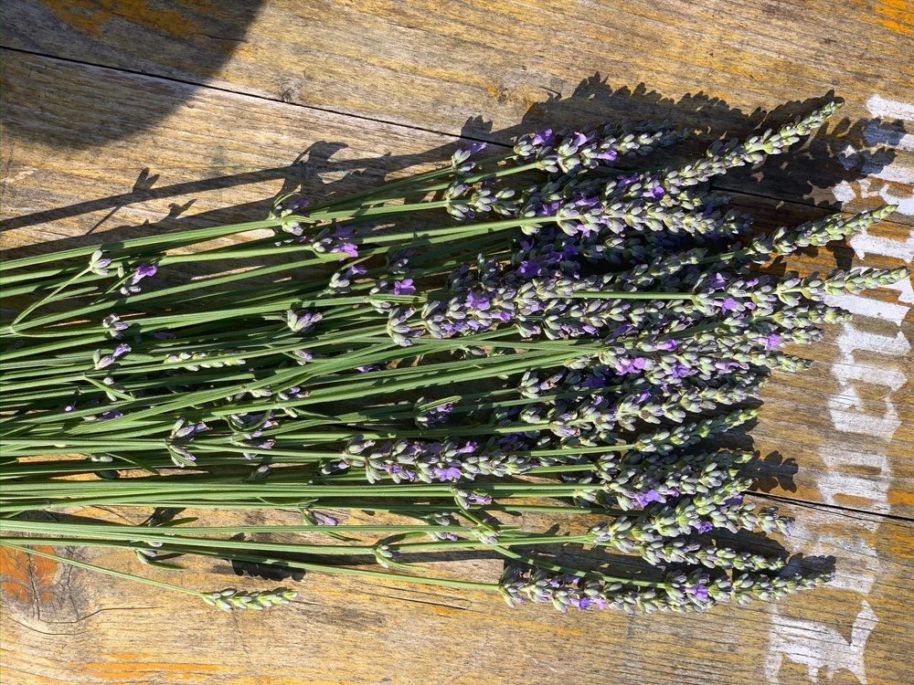 Dried Lavender — Pleasant Hills Farm