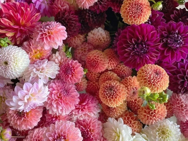 dahlias+collage.jpg