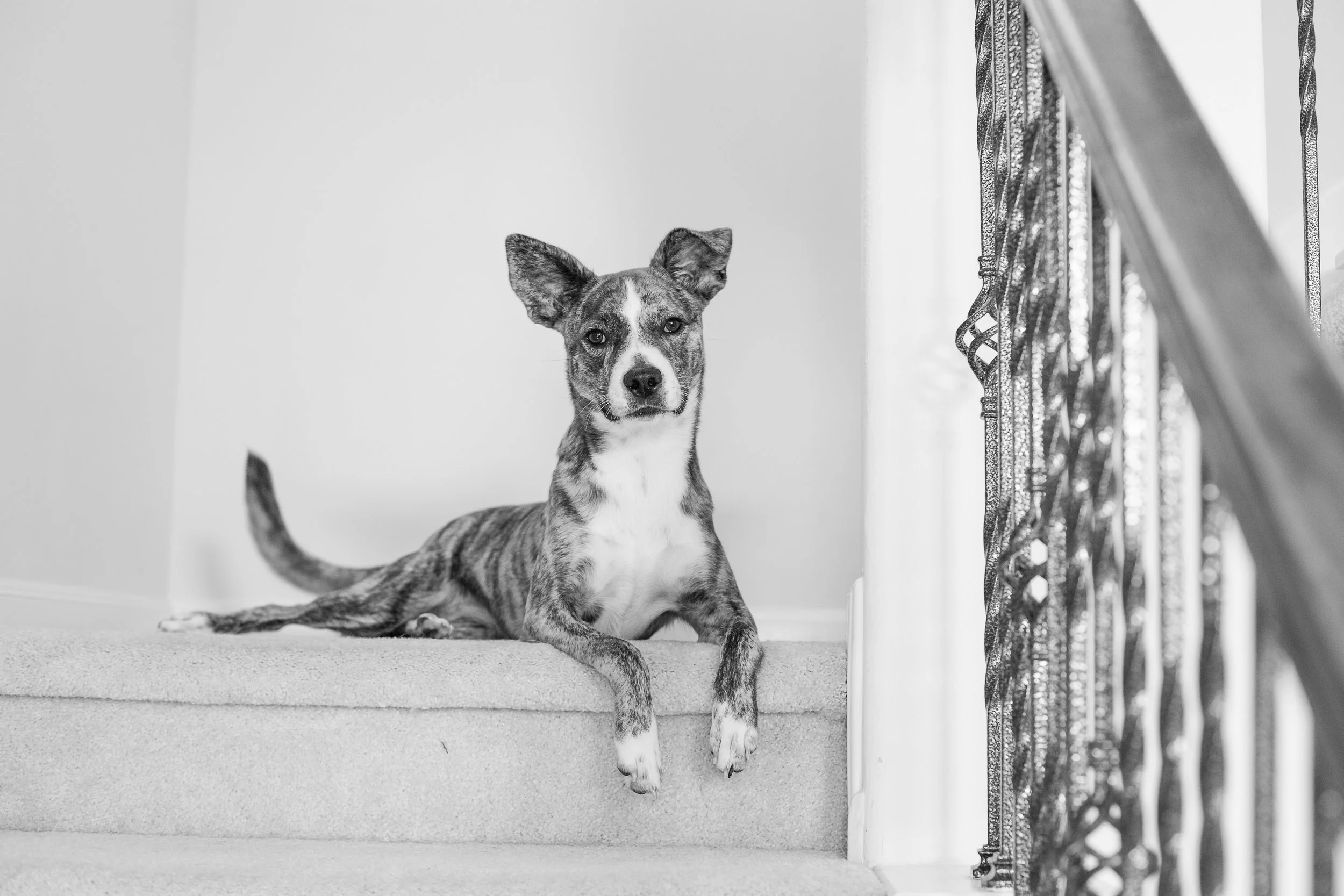 Family with Pets Photos | Houston TX