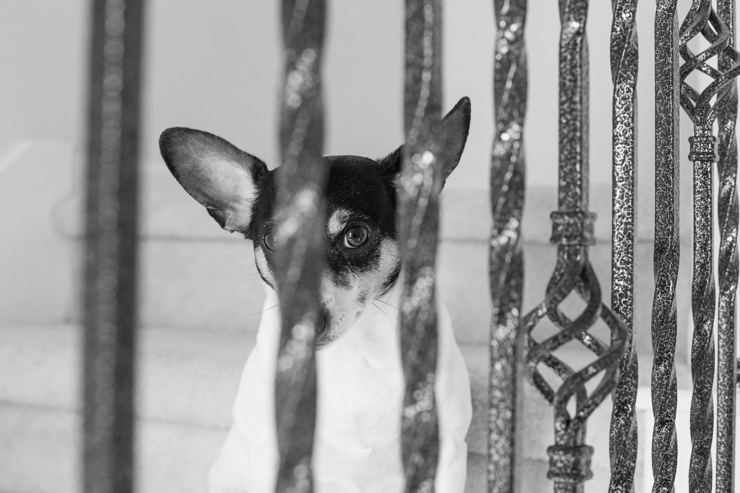 Family with Pets Photos | Houston TX