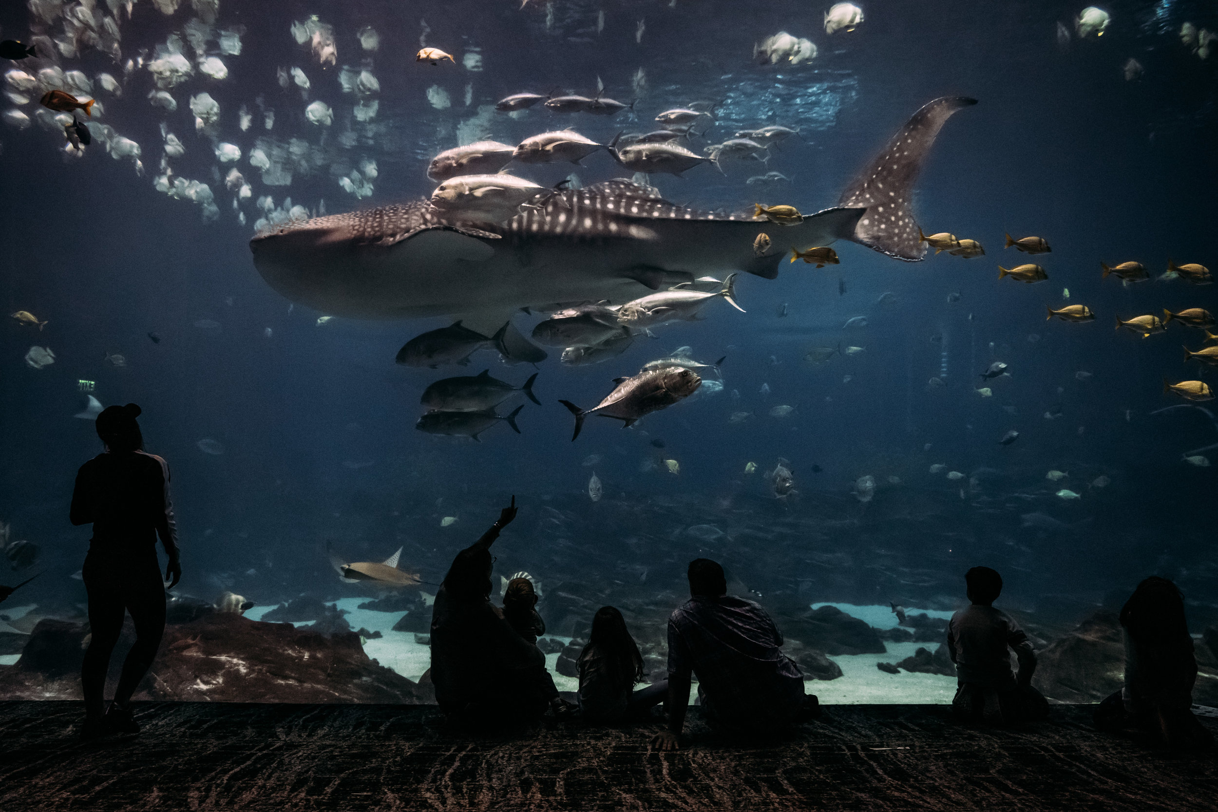 Georgia Aquarium - Family Photographer-03583.jpg