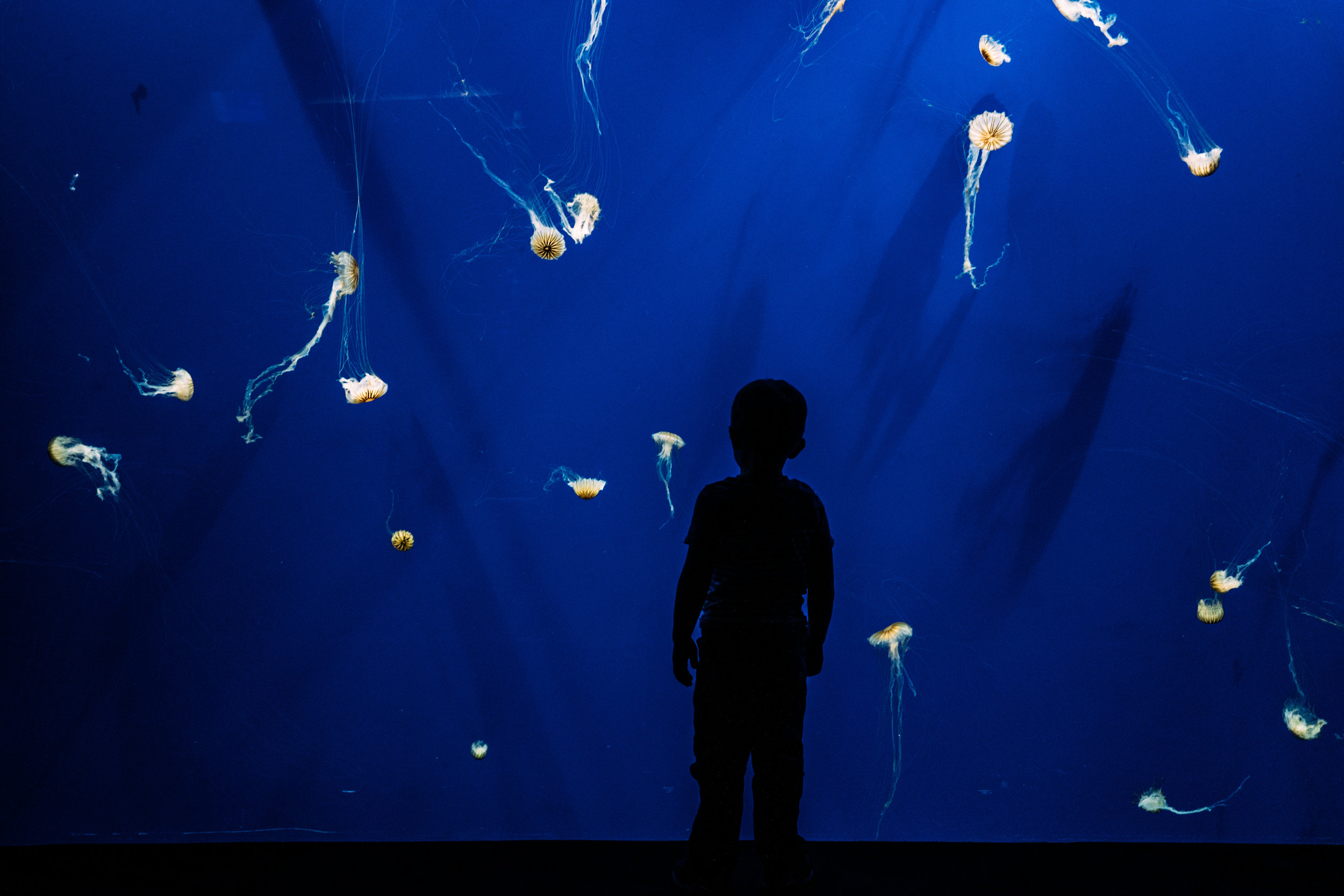 Georgia Aquarium - Family Photographer-03635.jpg