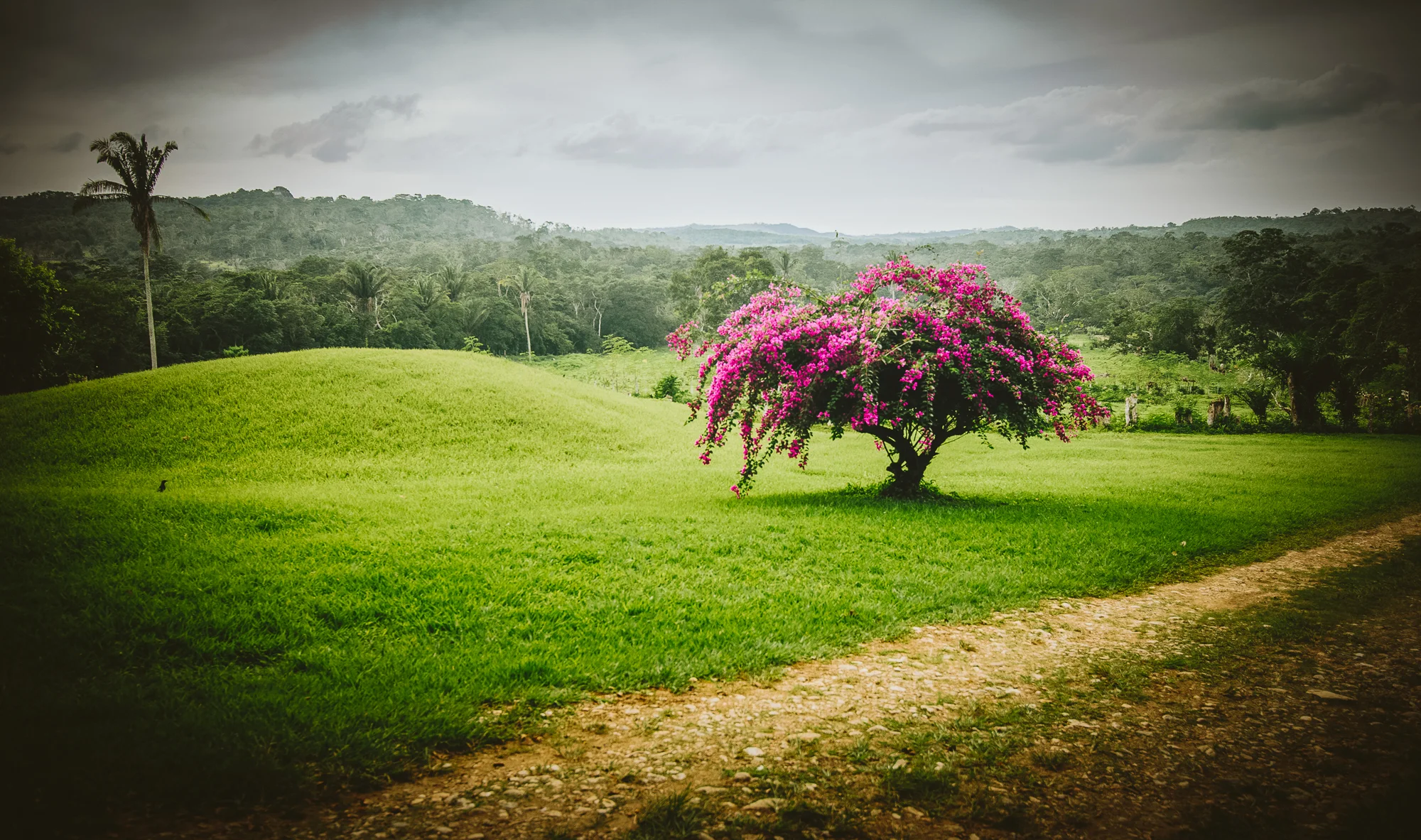 On the way to and from the ruins, we rode through Belizean farms and herds of cattle.