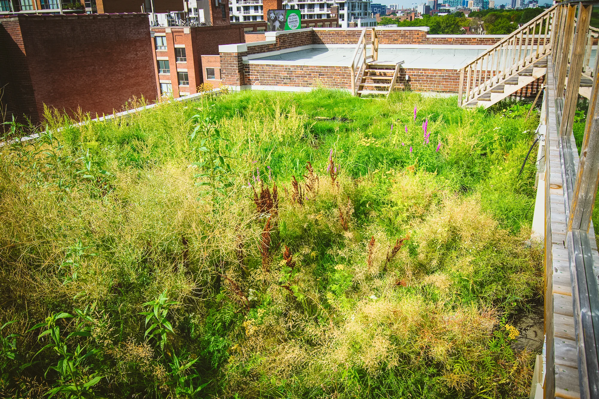 The Robertson Building boasts both a green roof and a living wall. The roof is a selection of wild and native grasses and flowers. In midsummer it's at its blooming best and due to the make-up of grasses, it's very hardy to the hot, dry summers as well.