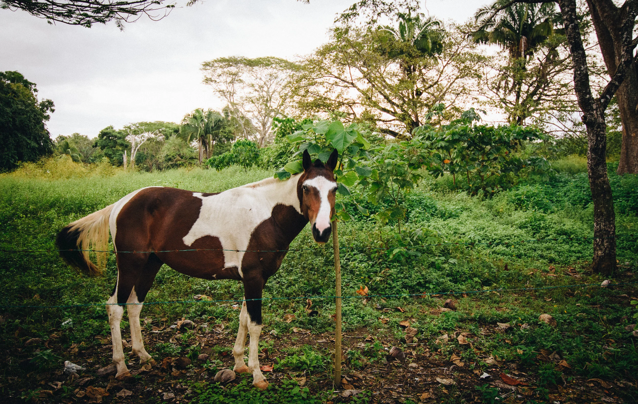 A friendly neighbourhood horse at Esterillos Oeste. She liked to hang around the children's playground.