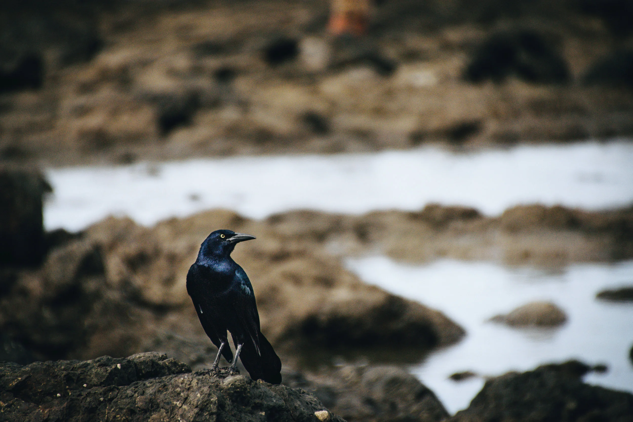 Pretty bird, pretty bird. This little guy hung around with me as I scrambled out to the reef to take surf shots.