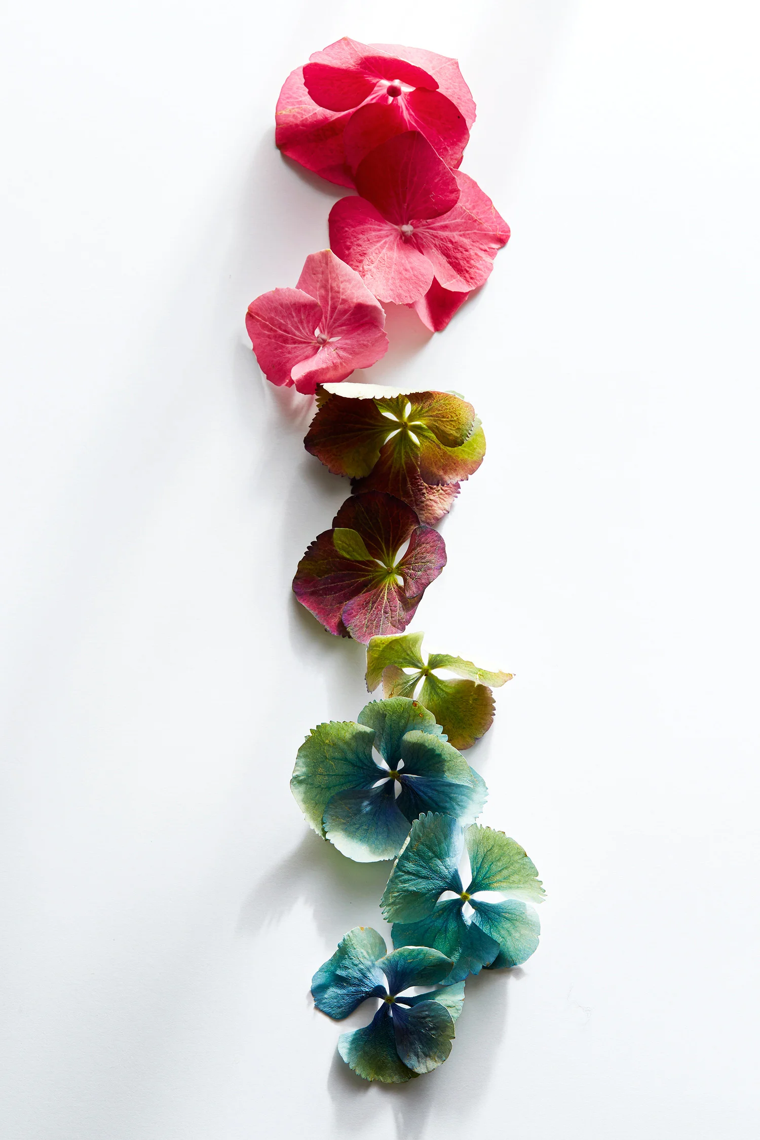 Hydrangea1_1099-copy.jpg