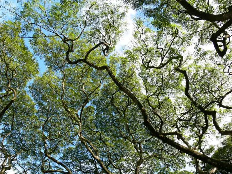 Trees of Hawaii, Inc.