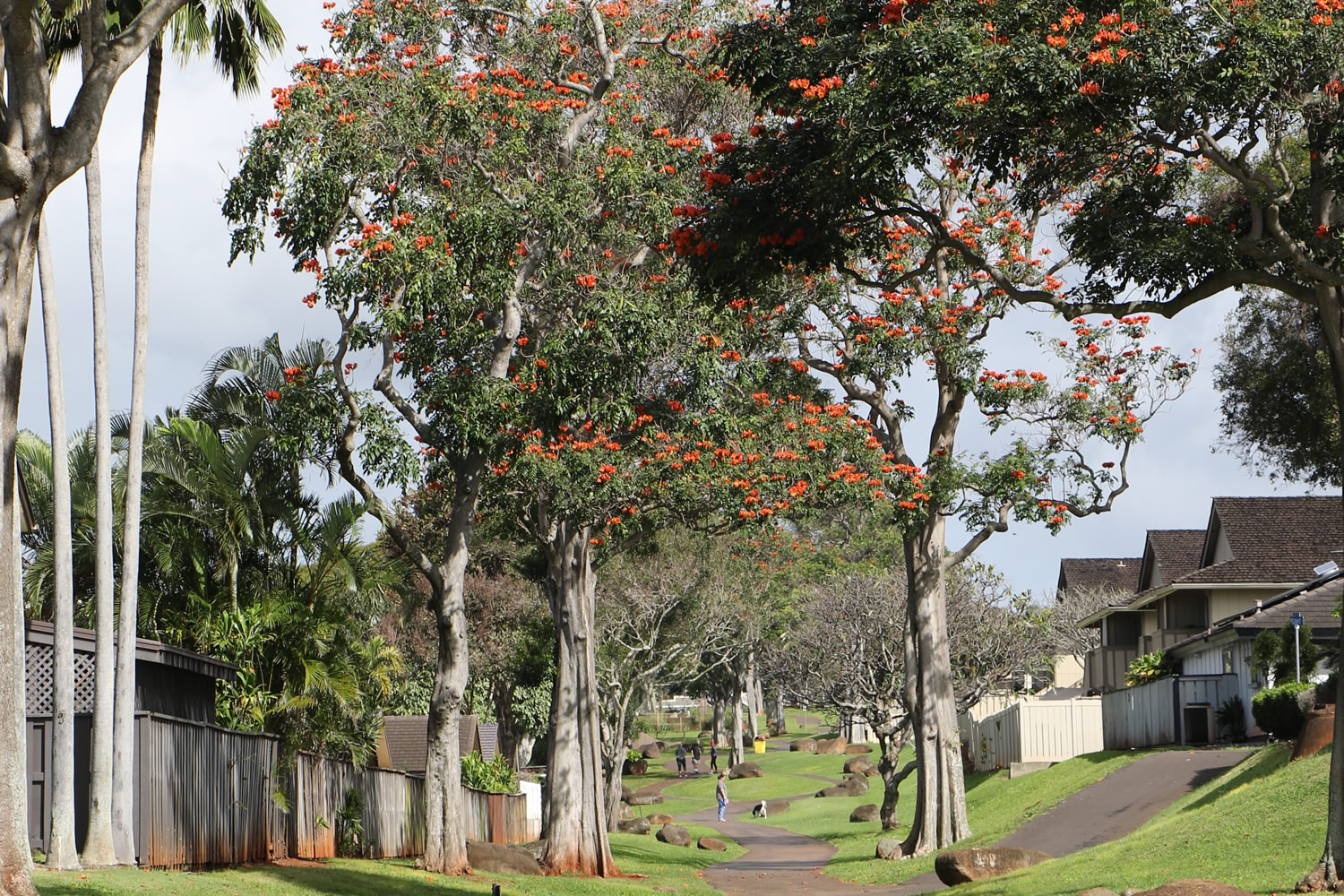 Trees of Hawaii, Inc.