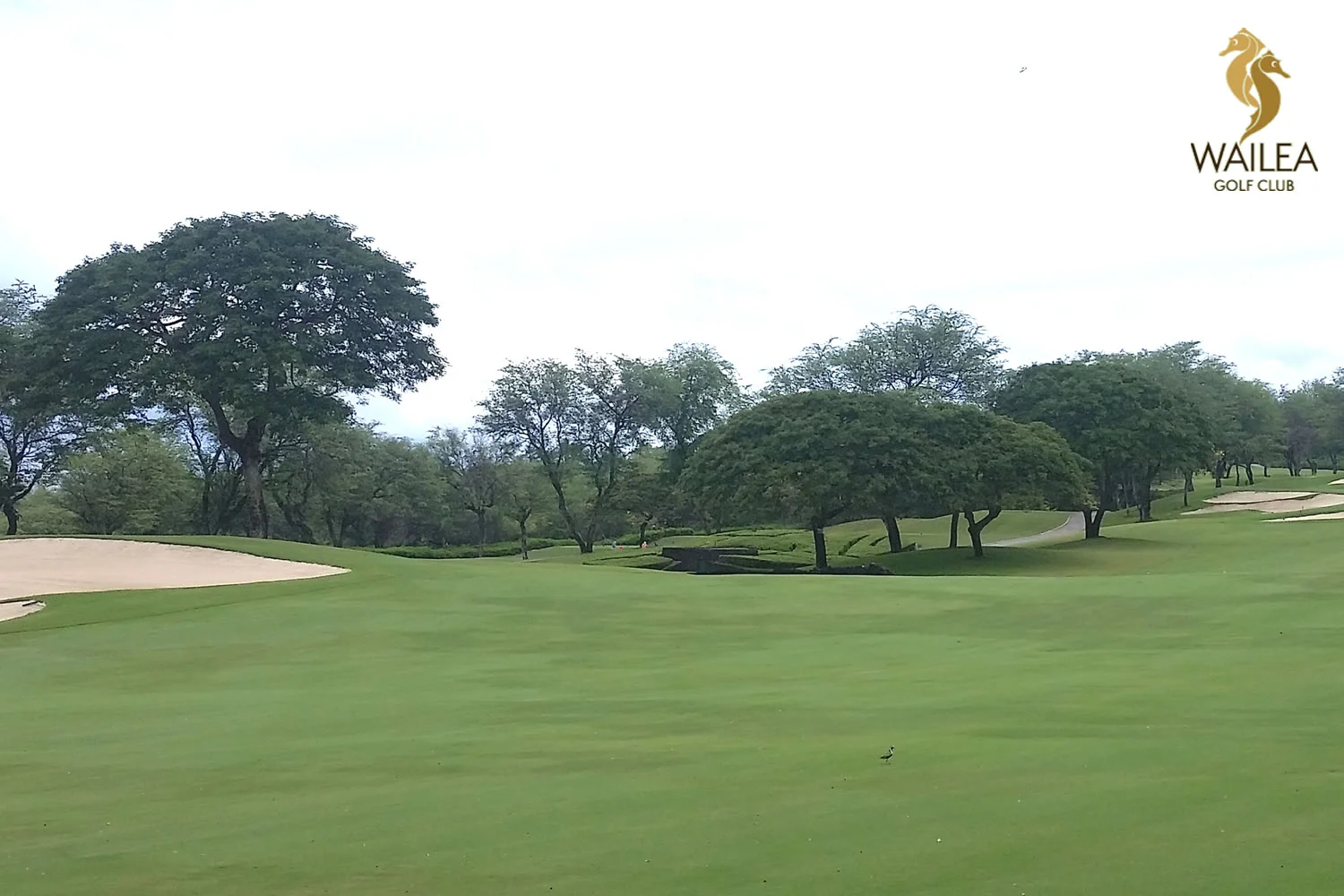 Trees of Hawaii, Inc.
