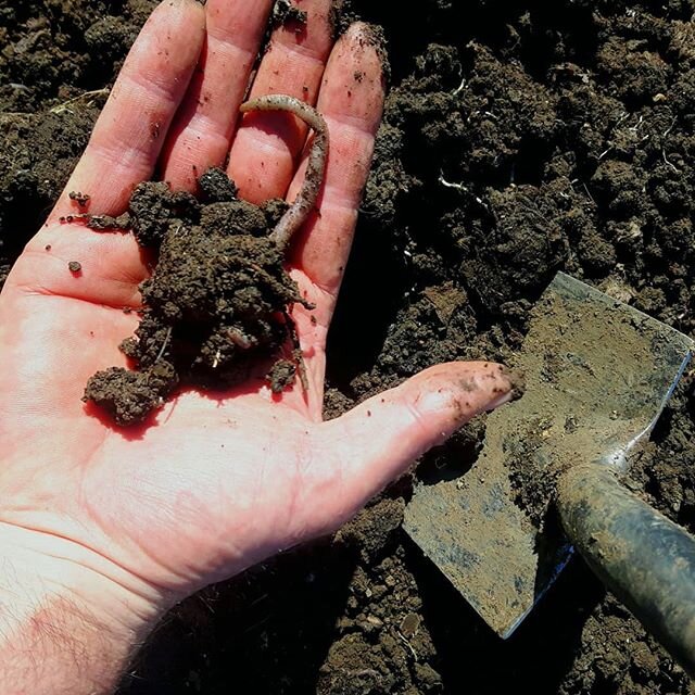 Clearly I am weird! Very excited by worms in my compost heap at allotment.

#compost #worms #allotmentgarden #gardening #gardendesigner