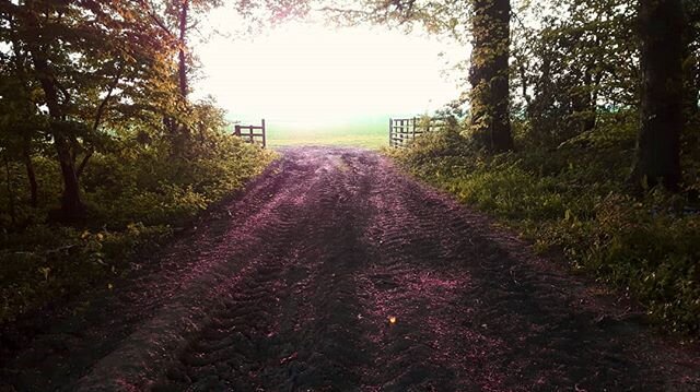 Sunday walk: lighter times are ahead.

#sundaywalk #countryliving #betterdays #eveninglight