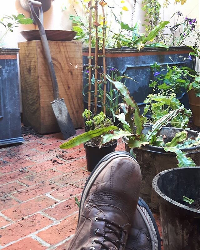 Good to remind myself why I am in this job...especially in a cool courtyard!

#gardendesign #plants
#courtyardgarden #hampshiregardens #willridpath-gardendesign #greenfingers