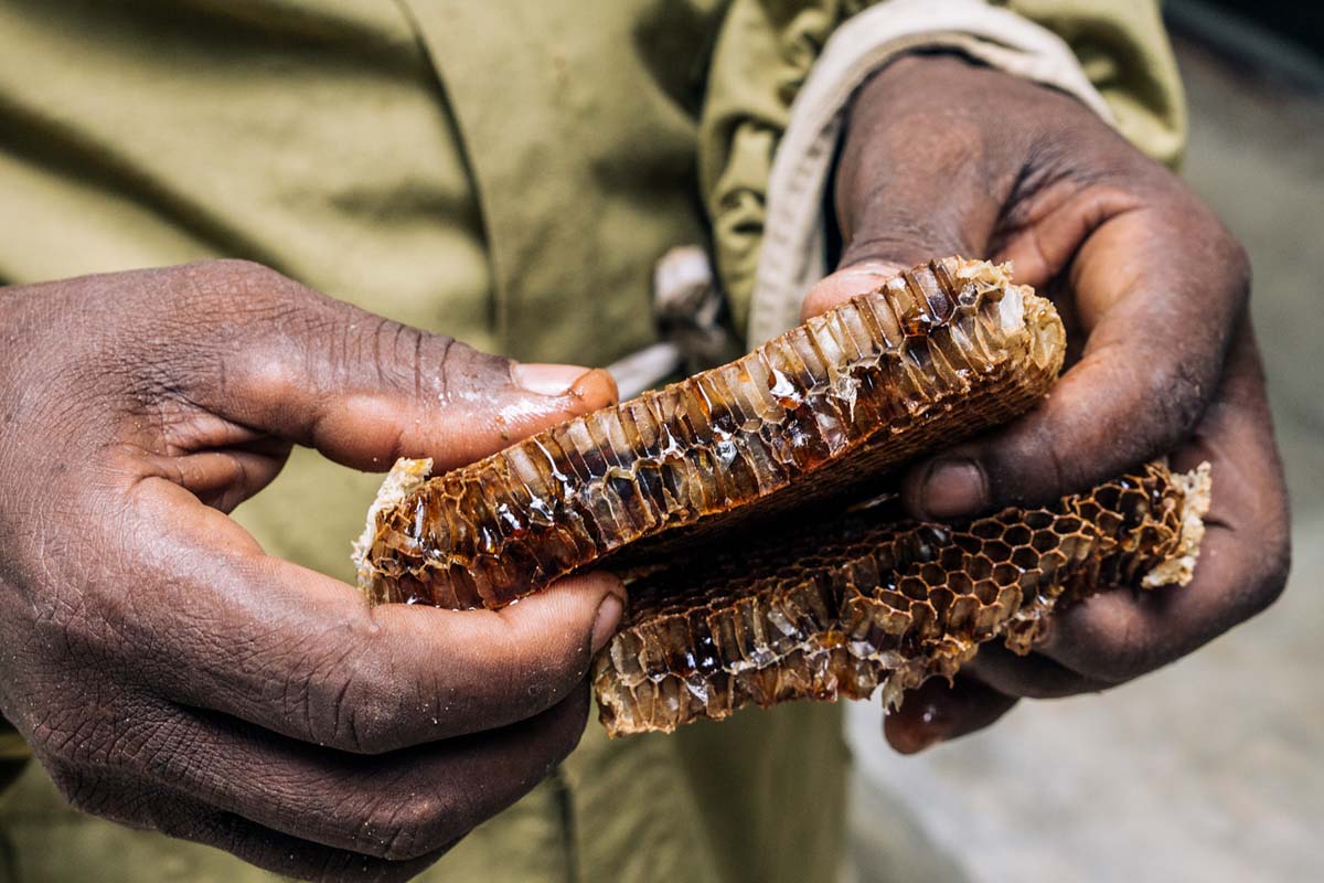 Ali tastes a honeycomb he has harvested.