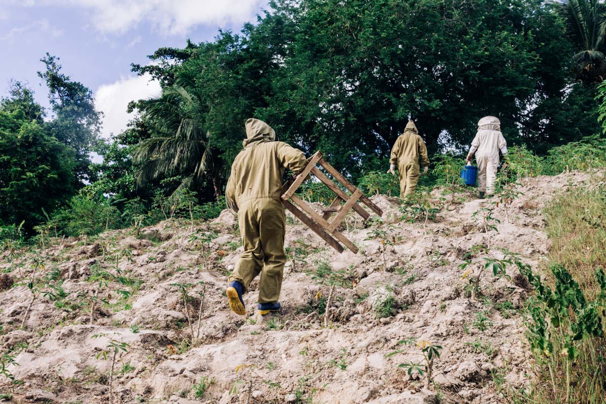 Salam, Juma and Raymond walk towards their beehives.