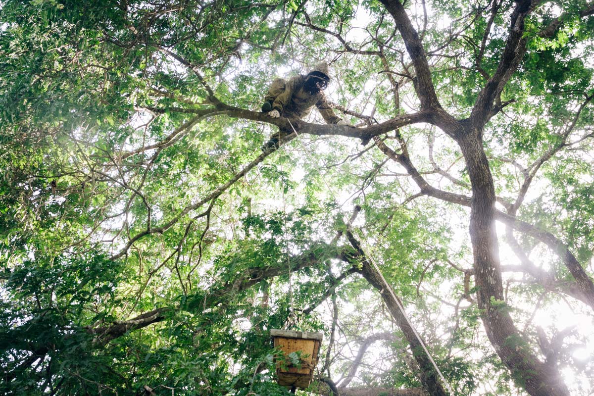 Salum guides a hive to the ground.