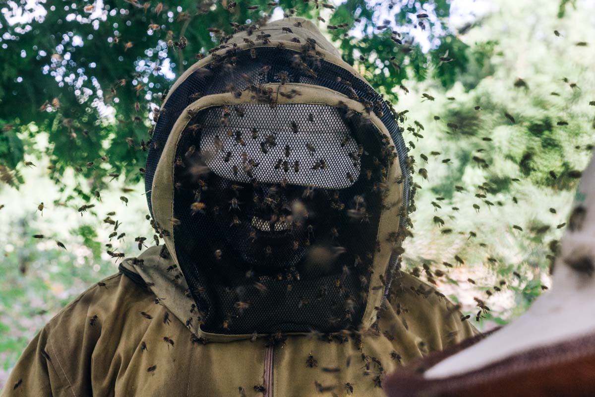 Hundreds of bees swarm around Salum as he and a partner check on their hives.