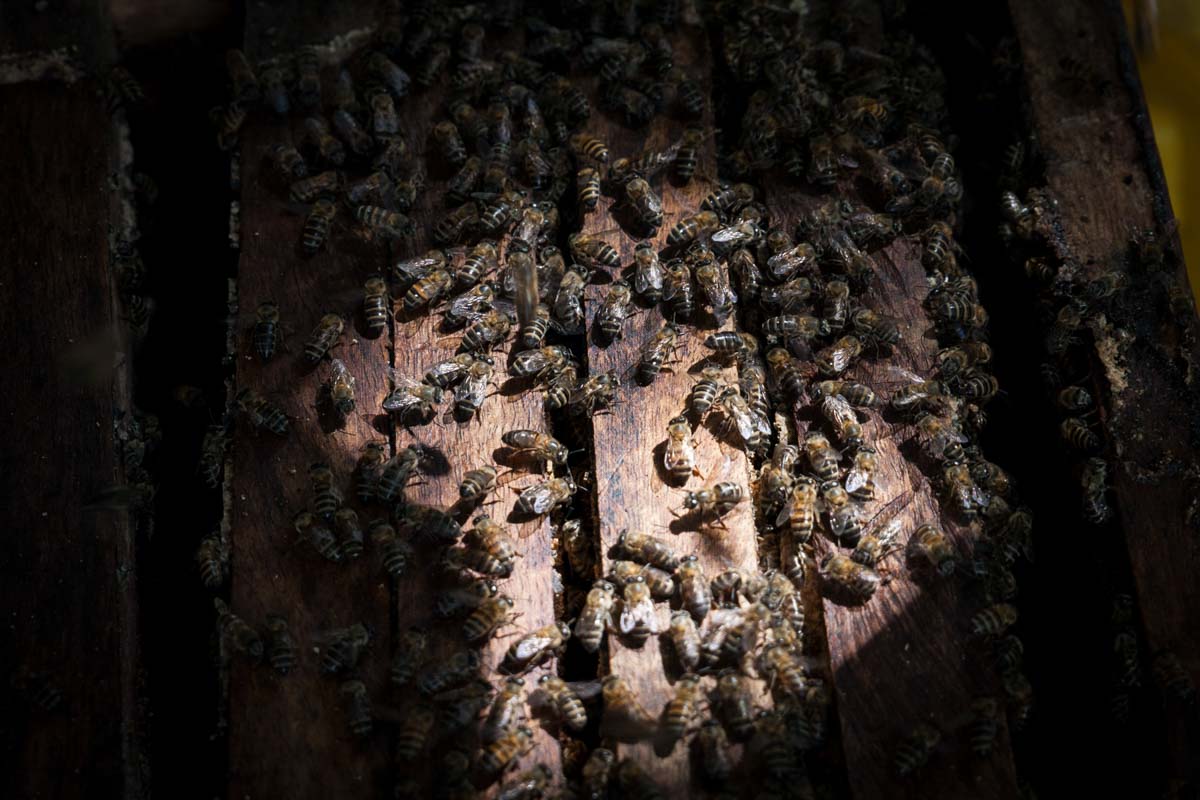 Bees cover a langstroth hive. Community Forests Pemba provides local beekeepers with hives at a subsidized cost of $7. Traditionally, beekeepers in Zanzibar made hives from hollowed out logs.