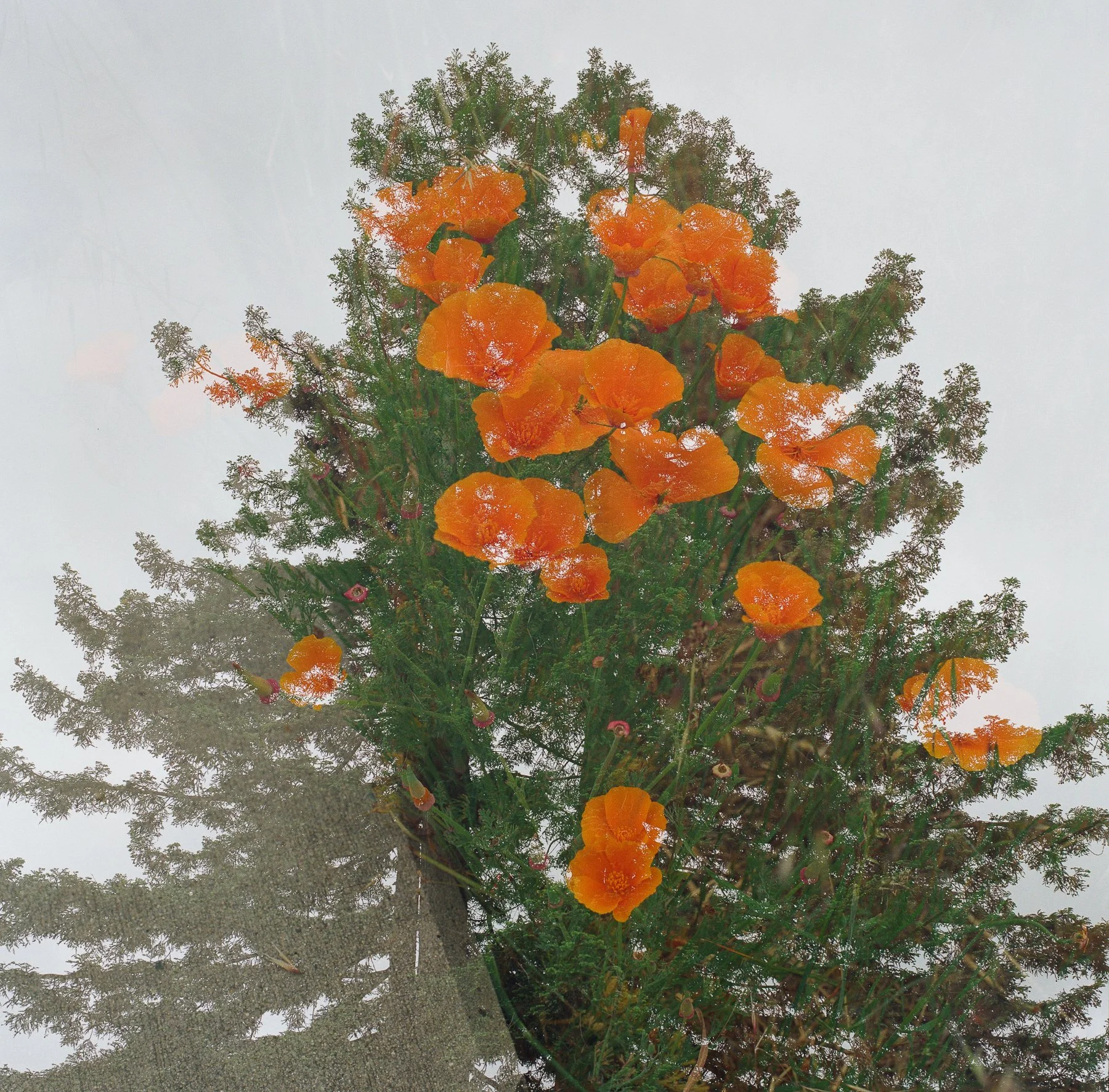Redwood Poppies