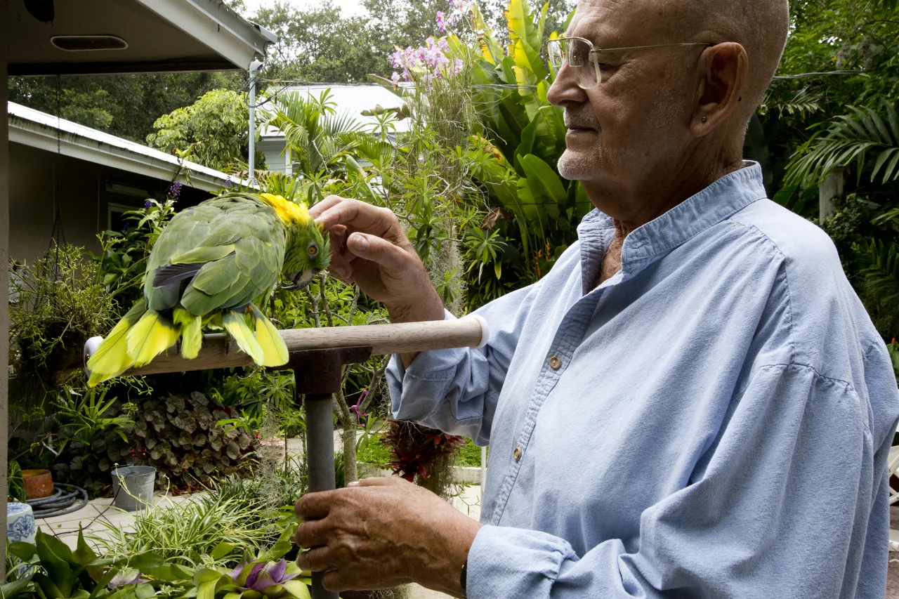  Long-time landscape architect Jack Lieber pets his parrot Torica in his garden at home on June 17, 2016 in Naples.&nbsp; 