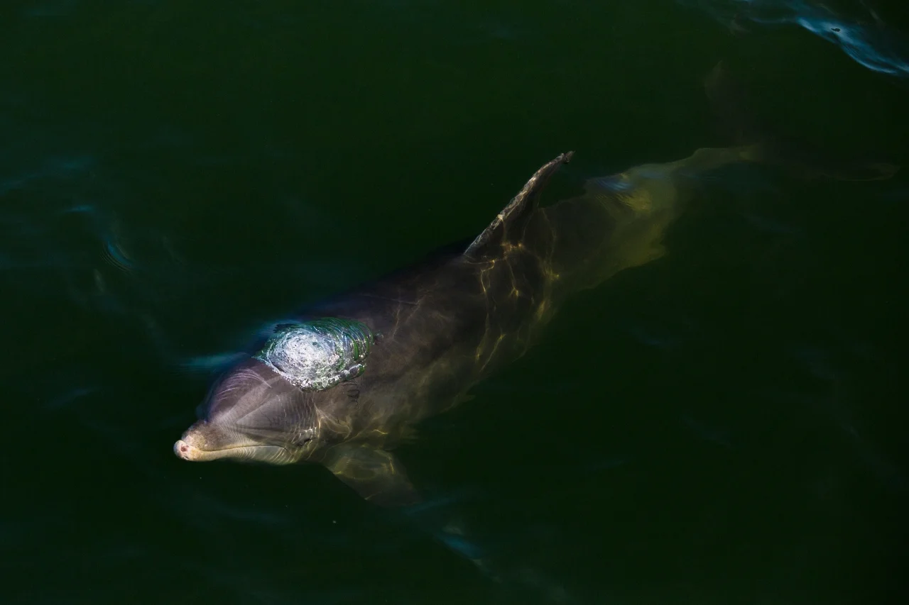  A dolphin swims near the Naples pier around sunset on June 29, 2016. 