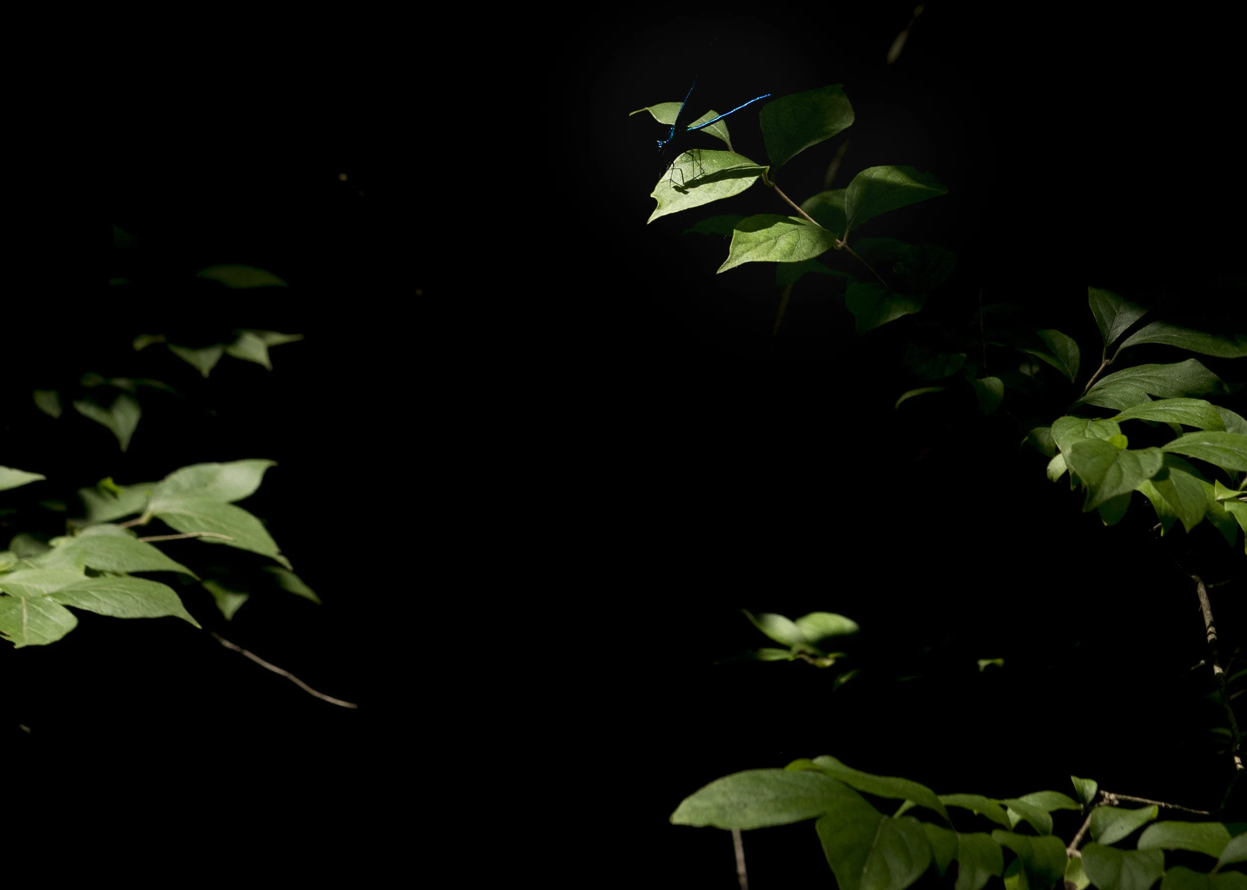 An ebony jewelwing rests on a leaf in the natural setting Mayor Kim McMillan is proposing to make into an "Urban Wilderness." 
