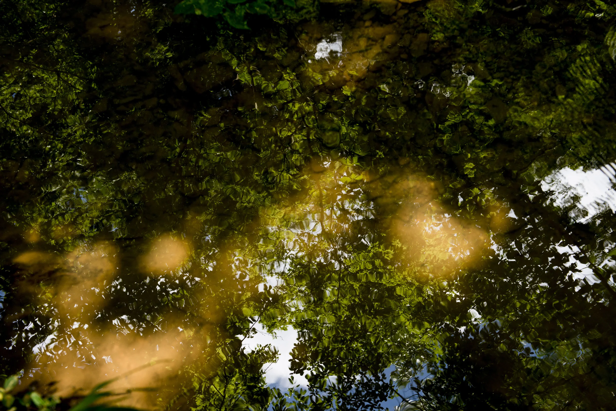  Trees reflect in the water of the stream that runs through the natural area which has been proposed to be an "Urban Wilderness" setting in Clarksville.&nbsp; 