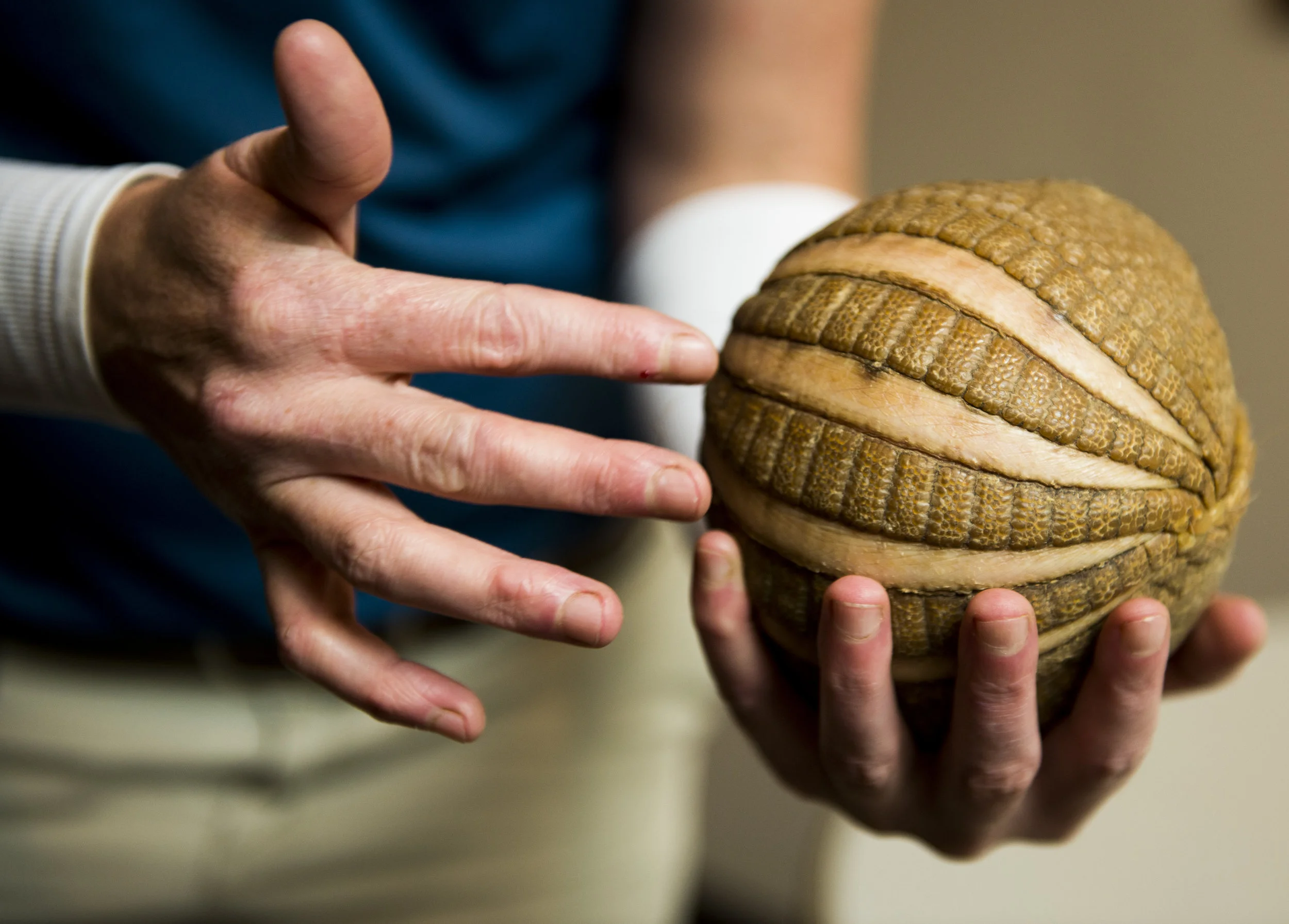  Erin Gray, the Animal Ambassador Lead Keeper, shows the 3 bands of armor on an armadillo at the Nashville Zoo. 