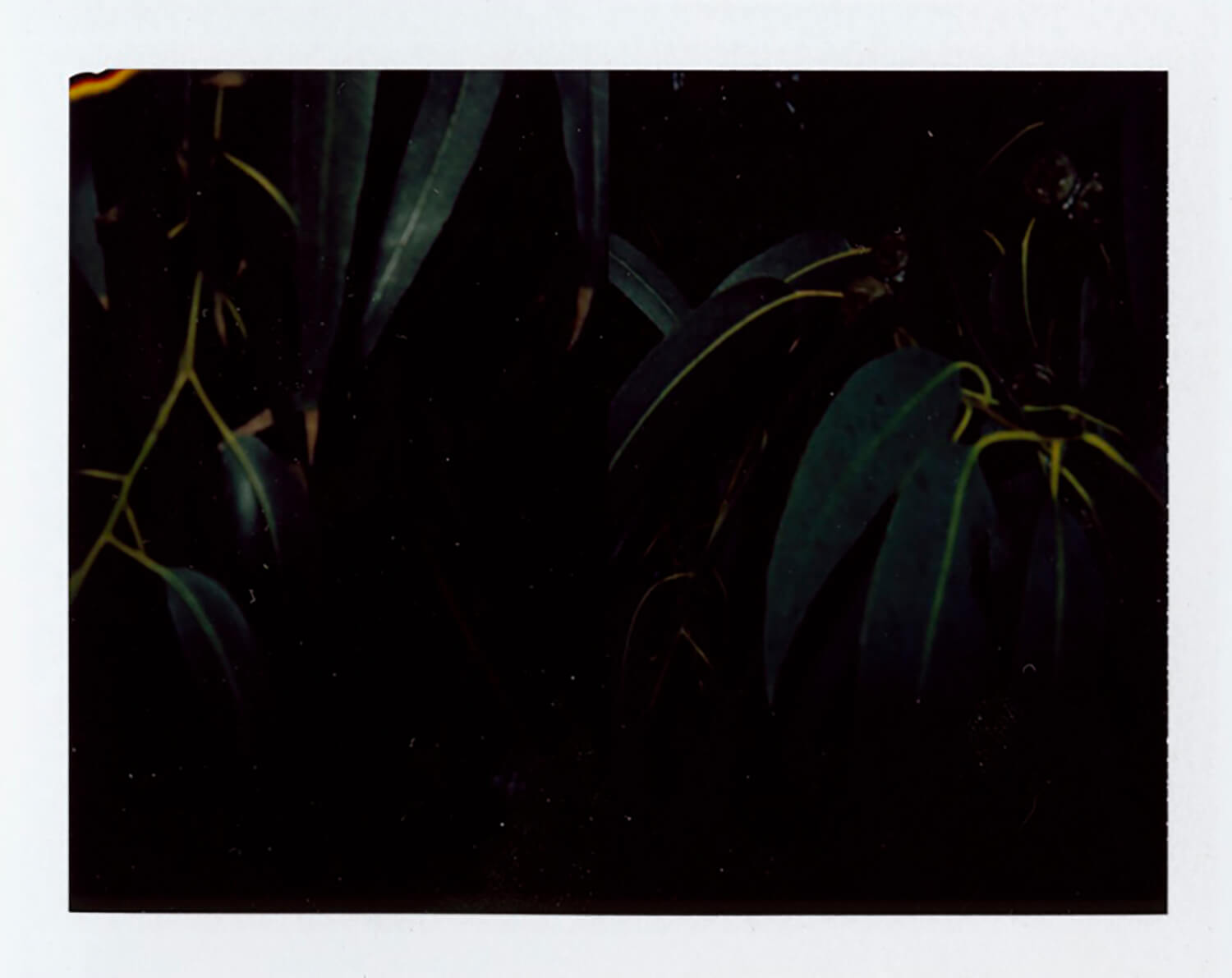  I.D.082, The Polaroid Revolutionary Workers, 2013, Polaroid Picture, 107mm x 86mm 