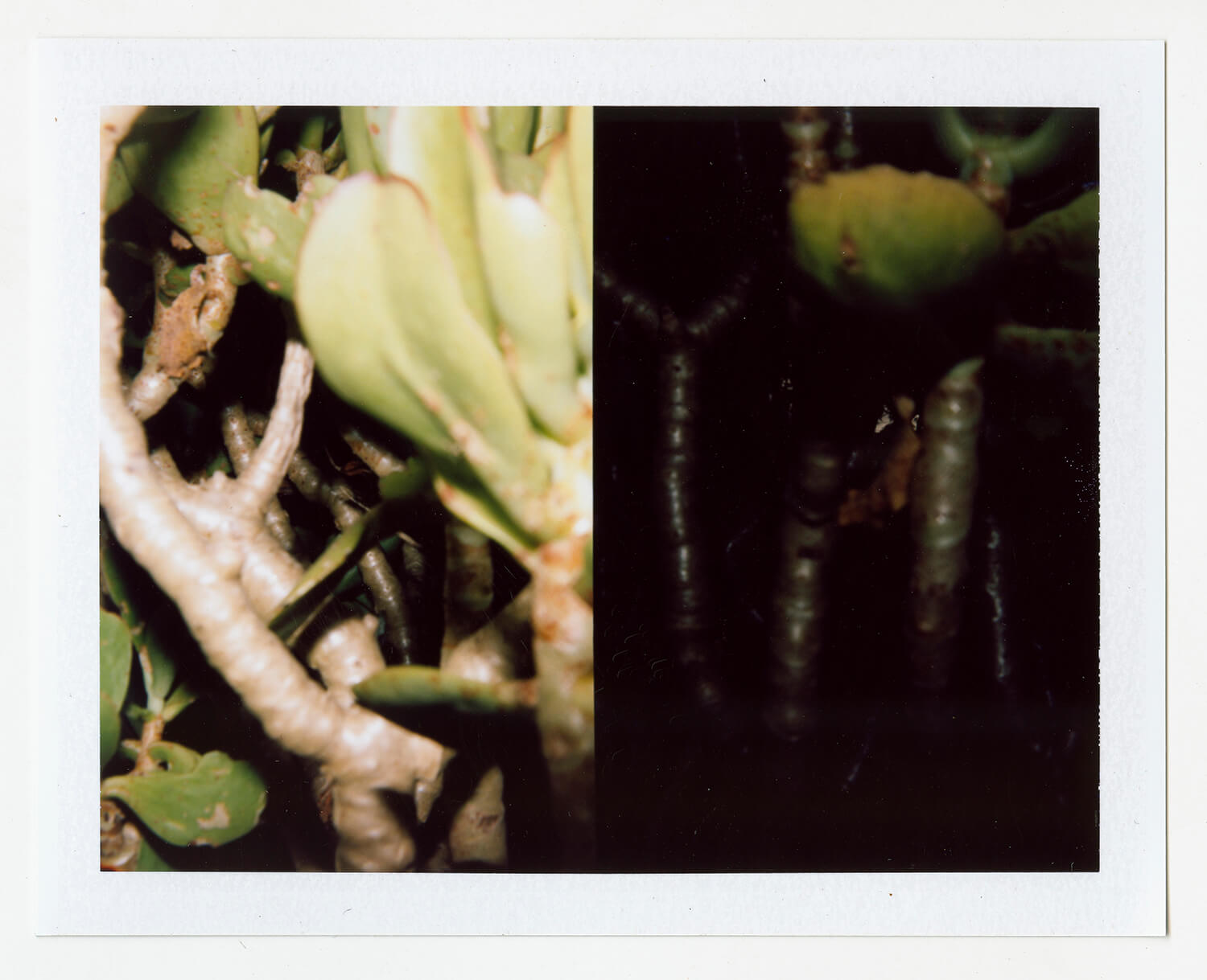  I.D.096, The Polaroid Revolutionary Workers, 2013, Polaroid Picture, 107mm x 86mm 