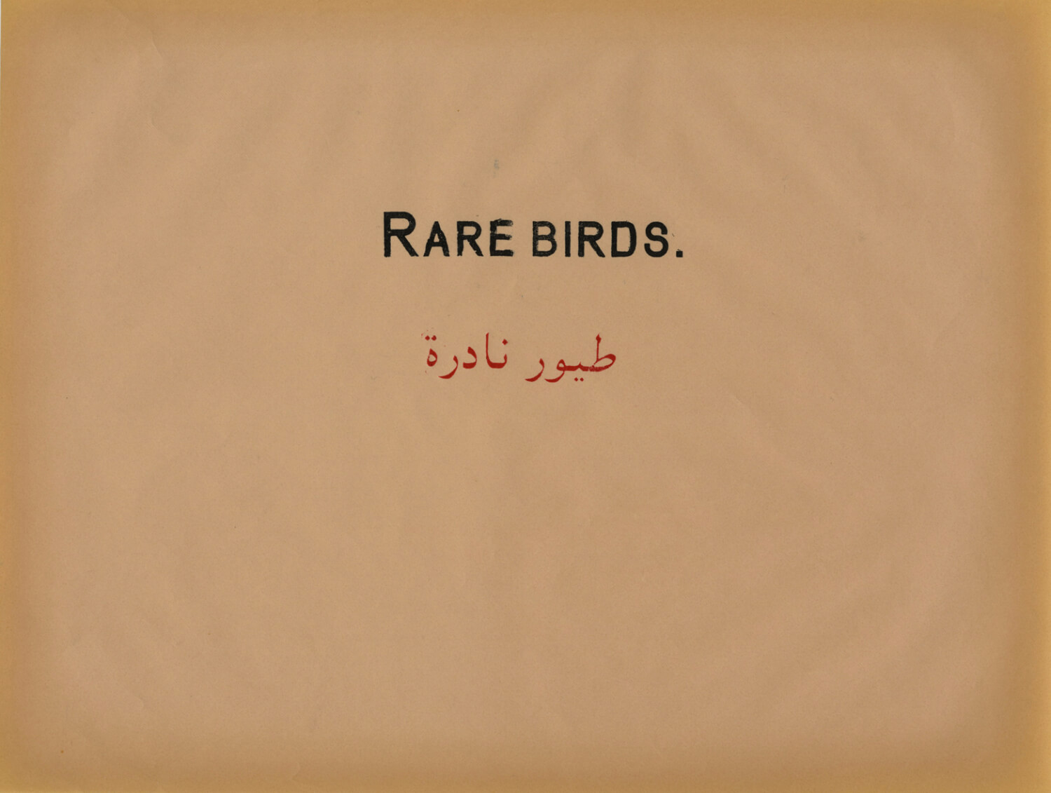  Rare Birds, Prestige of Terror, 2010, Work on paper, 22 x 28 cm 