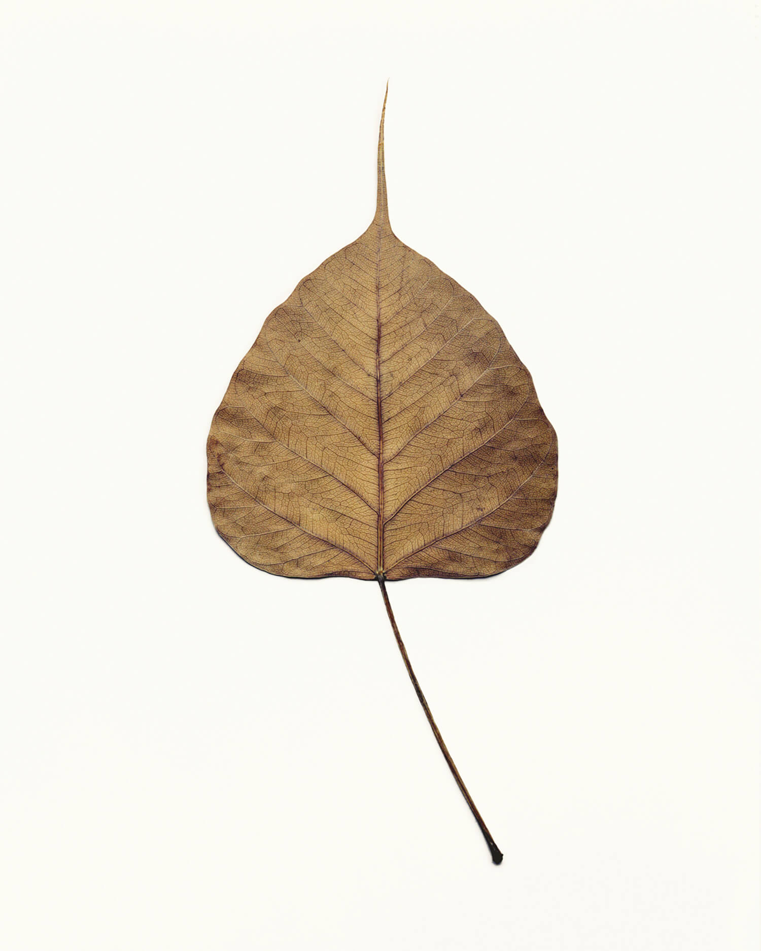  Fig. 69 (c-type print, 5x4-, 2007) 