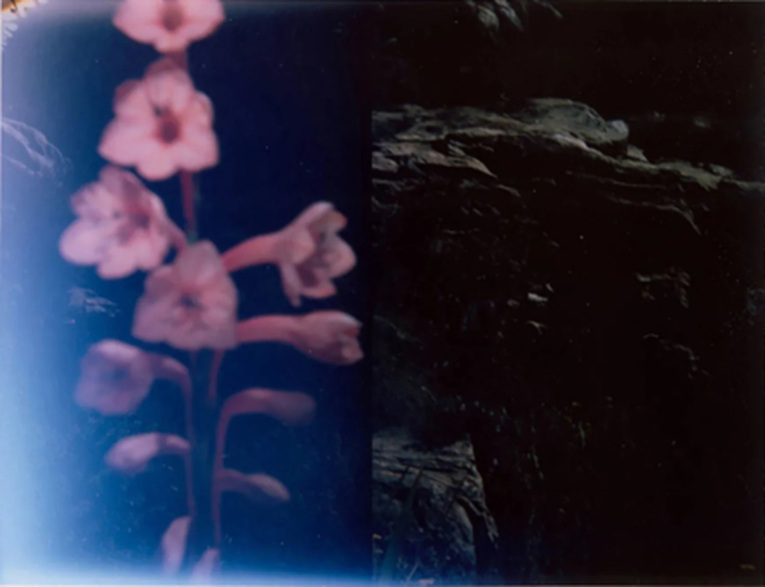 Polaroid - plantres.jpg