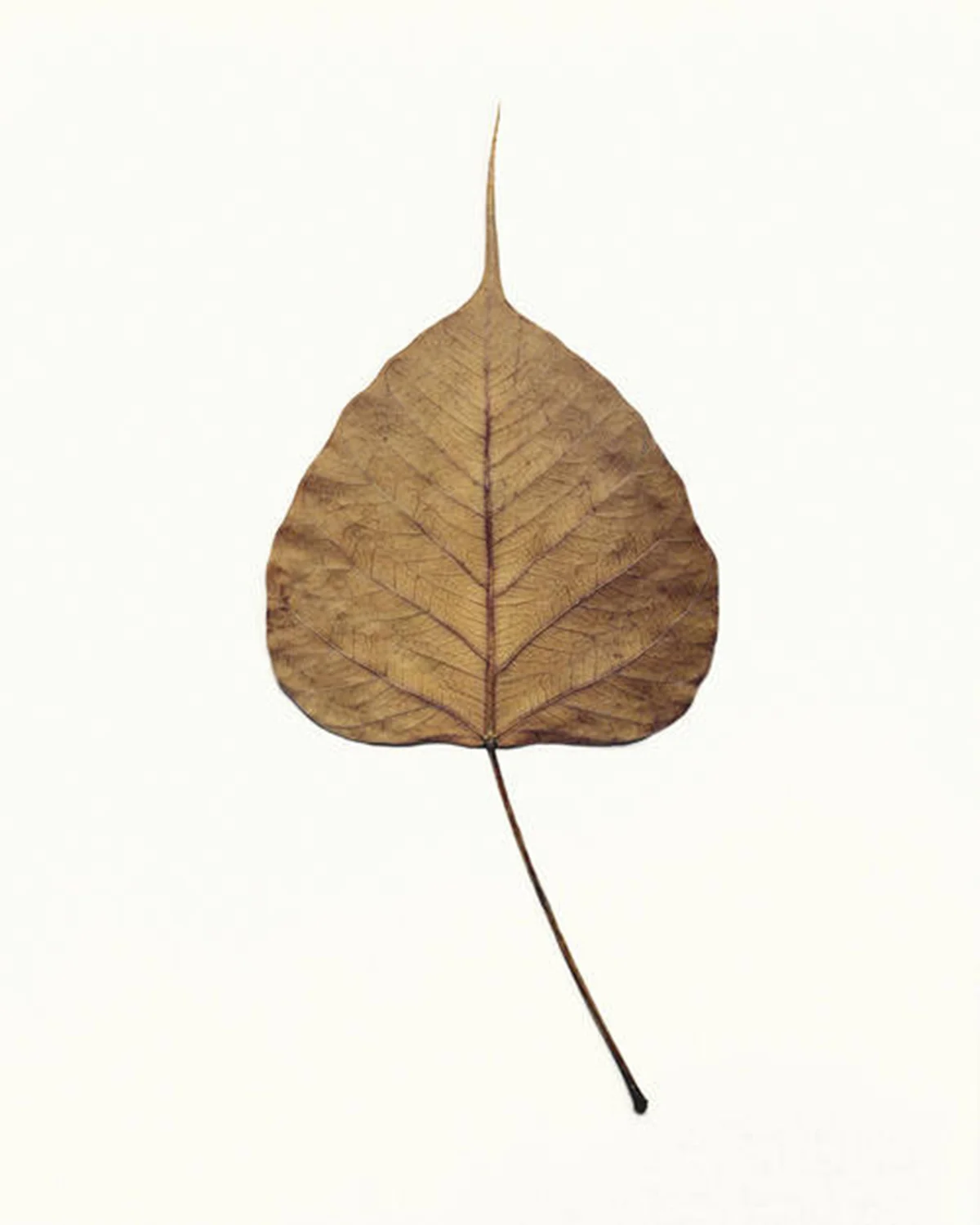Fig - Figres.jpg