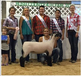 Reserve Supreme Ewe, Rush County Fair, Indiana Shown by Katy Newbold