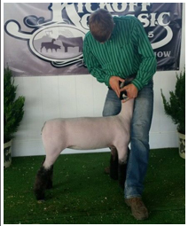 Reserve Grand Champion, Russell County Classic, Kansas  Shown by Shilo Schaake