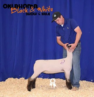 Res. Champ Hamp Ewe, Oklahoma B&W
